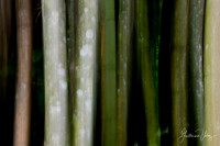 ''Arashiyama''