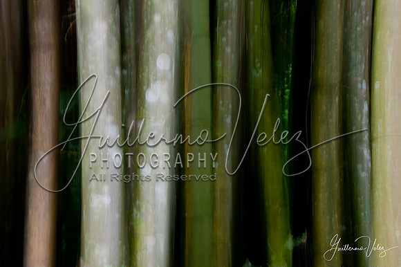 ''Arashiyama''