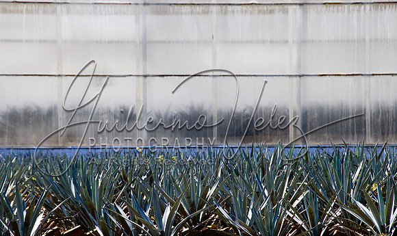 ©2011GuillermoVelez