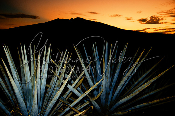 ©2011GuillermoVelez