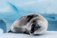 ''Silver Seal''
