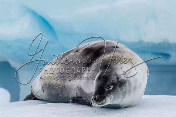 ''Silver Seal''