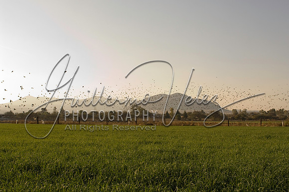 ©2010GuillermoVelez