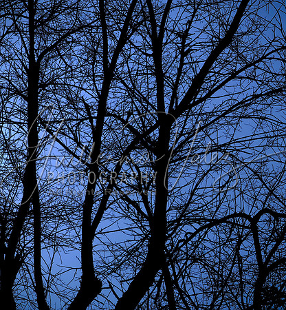 ©2008GuillermoVelez