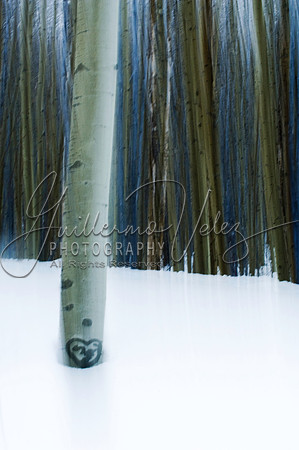 ©2008GuillermoVelez
