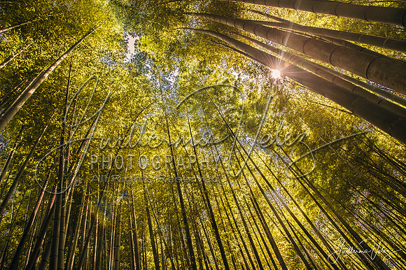 ''Japan Spark"