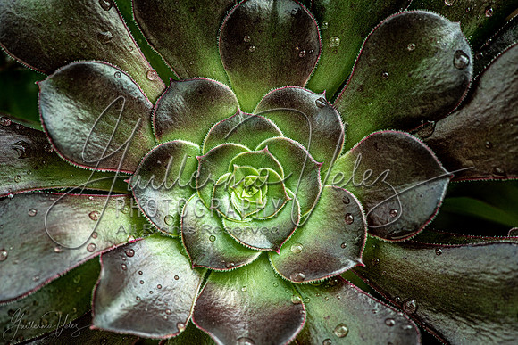Natural Mandalas