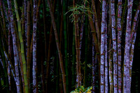 ''Psychodelic Bamboos''