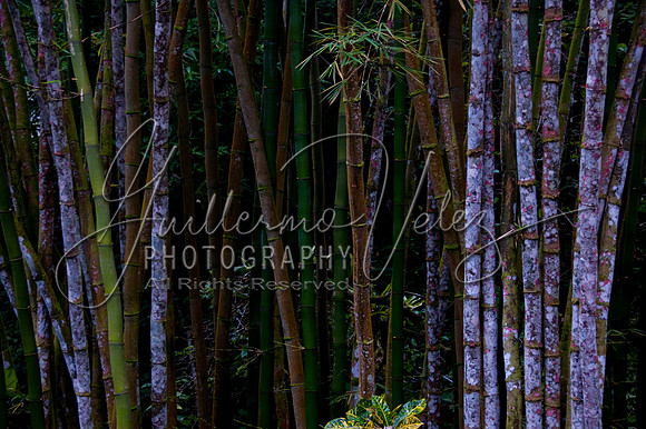 ''Psychodelic Bamboos''