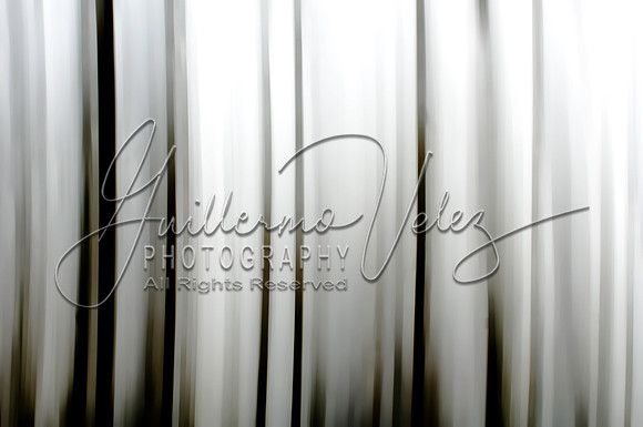 ©2008GuillermoVelez