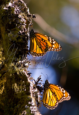 ©2010GuillermoVelez