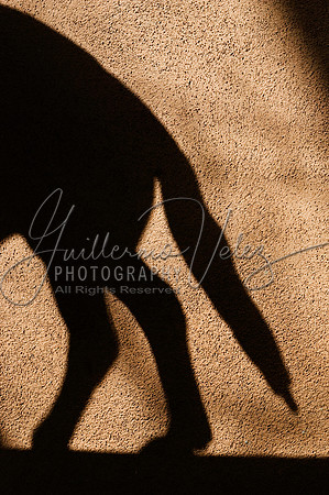 ©2008GuillermoVelez