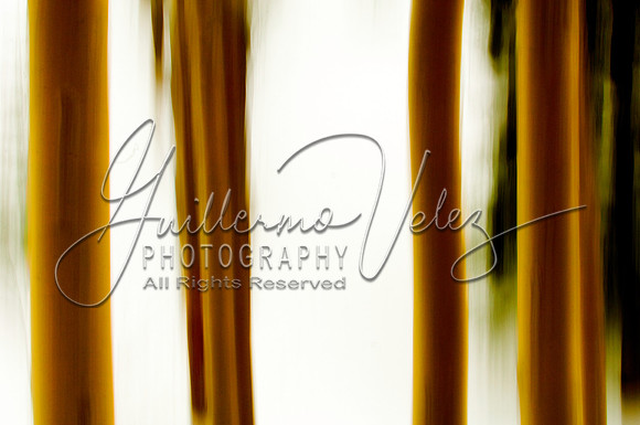©2008GuillermoVelez