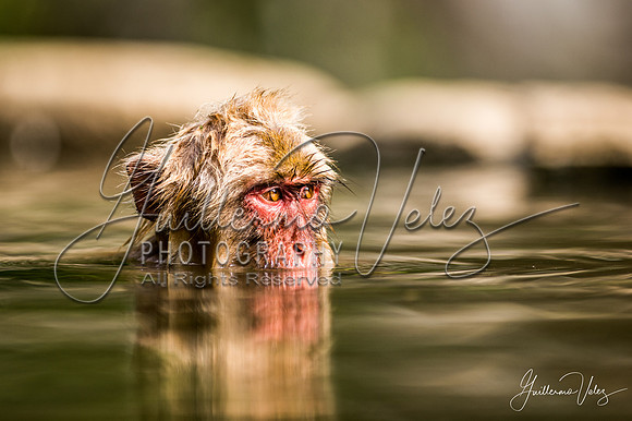 ''Soaking Monkey''