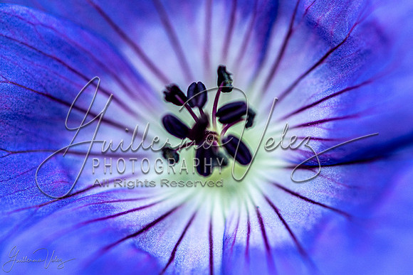 Purple Rain